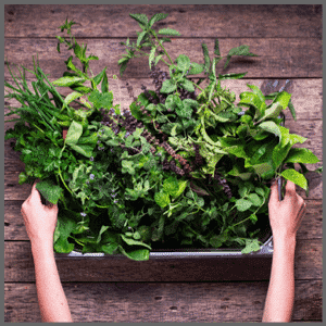 Twee handen houden een plantenbak vol groene keukenkruiden vast op een houten tafel.