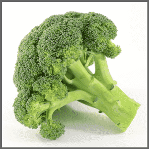 Een stronk groene broccoli met dikke stelen en compacte roosjes op een witte achtergrond.