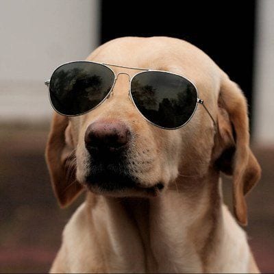 TheCryptoDog crypto influencer