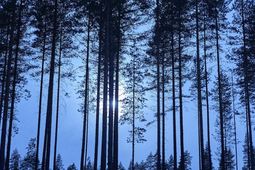 Aurinko pilkistää korkeiden mäntyjen runkojen välistä sinistä taivasta vasten.